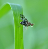 Чародейка..