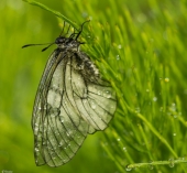 Мокрое утро-2