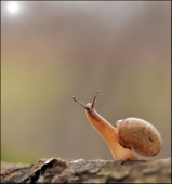 Дождливая осенняя..