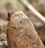 О чём поёт...