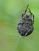 паук и его секрет