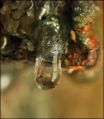 Брызги шампанского под старый новый год...