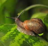 В царстве улиток..