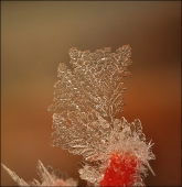Дерево перемен...