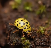 Моделька... Моделька...