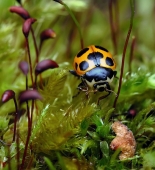 Вдоль аллеи..