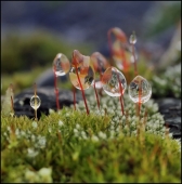 В пионеры...