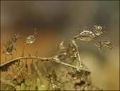 Осенние погремушки...