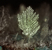 Скелето-почВЫ...