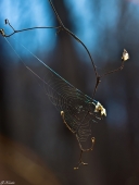 Пока хозяина нет дома...