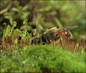 Поклонение...