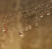 Скучающие тени... Скучающие тени...