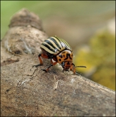 ШТАТный товарищ...