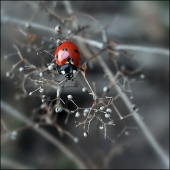 Вессенняя суета...