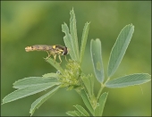 Райская птица...