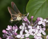 Капризная модель Капризная модель