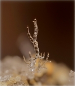 На безрыбье...