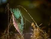 Июльским утром... Июльским утром...