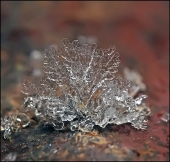 Букетик для неё...