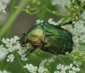 Путешествие Мага..... Путешествие Мага.....