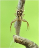 Мраморный заЯц...