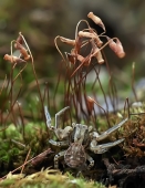 Сборщик кокосов...