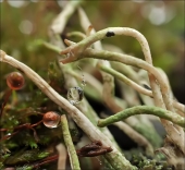 Рука дающая свободу...