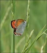 Рыжая коза...