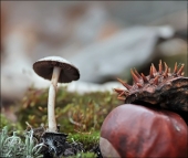 Бледности...