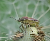 Солнечный зайчик...