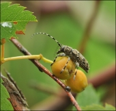 Наплыв рябины...