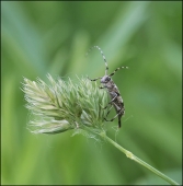 На волнах мечты...