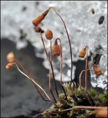 Непоснежники но всё же:-))) Непоснежники но всё же:-)))