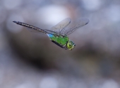 Зеленая стрекоза