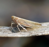 Самая малость..