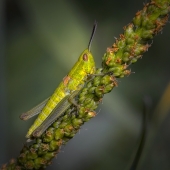 КРУТОЙ ПЕРЕЦ ! ! !