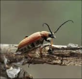 Сбежал из стада...