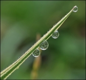 Всякие растения...