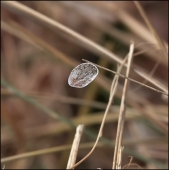 Длань ветра...