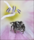 Забыл дорогу домой...