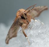 Дайте Свободу..