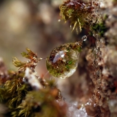 Мульт-Тельняшка...