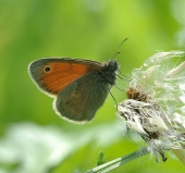 Зелёное море..