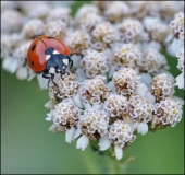 Маленькая колдунья...