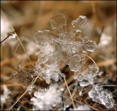 Искорка и друзья...