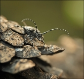 Верхом на ней...