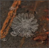 Каменная роза...