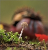 В тихом лесу...