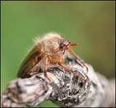 Он и здесь первый...