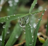 Великие немые...